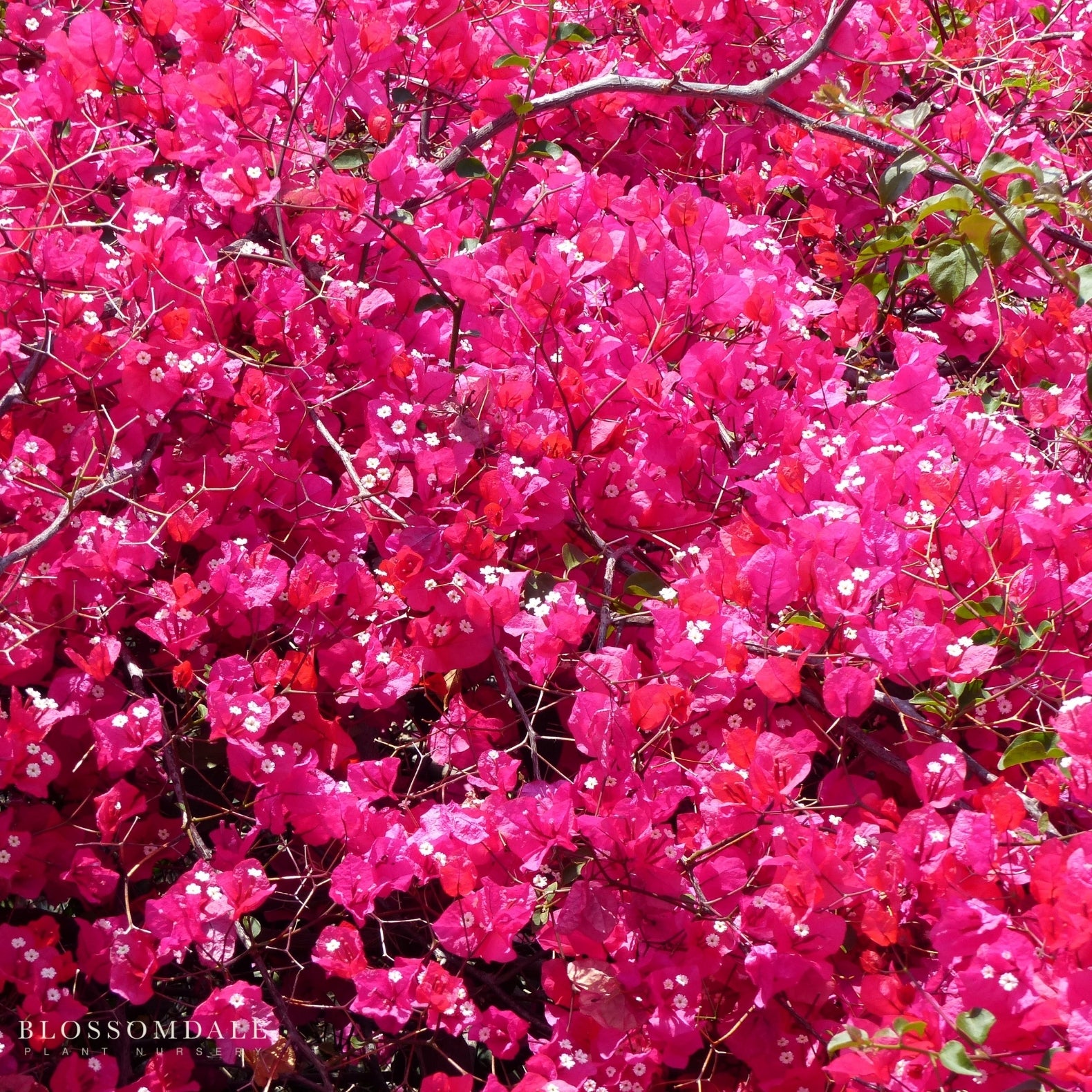 Barbara Karst Bougainvillea