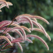 Purple Fountain Grass