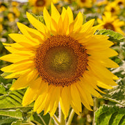 Russian Mammoth Sunflower Seeds