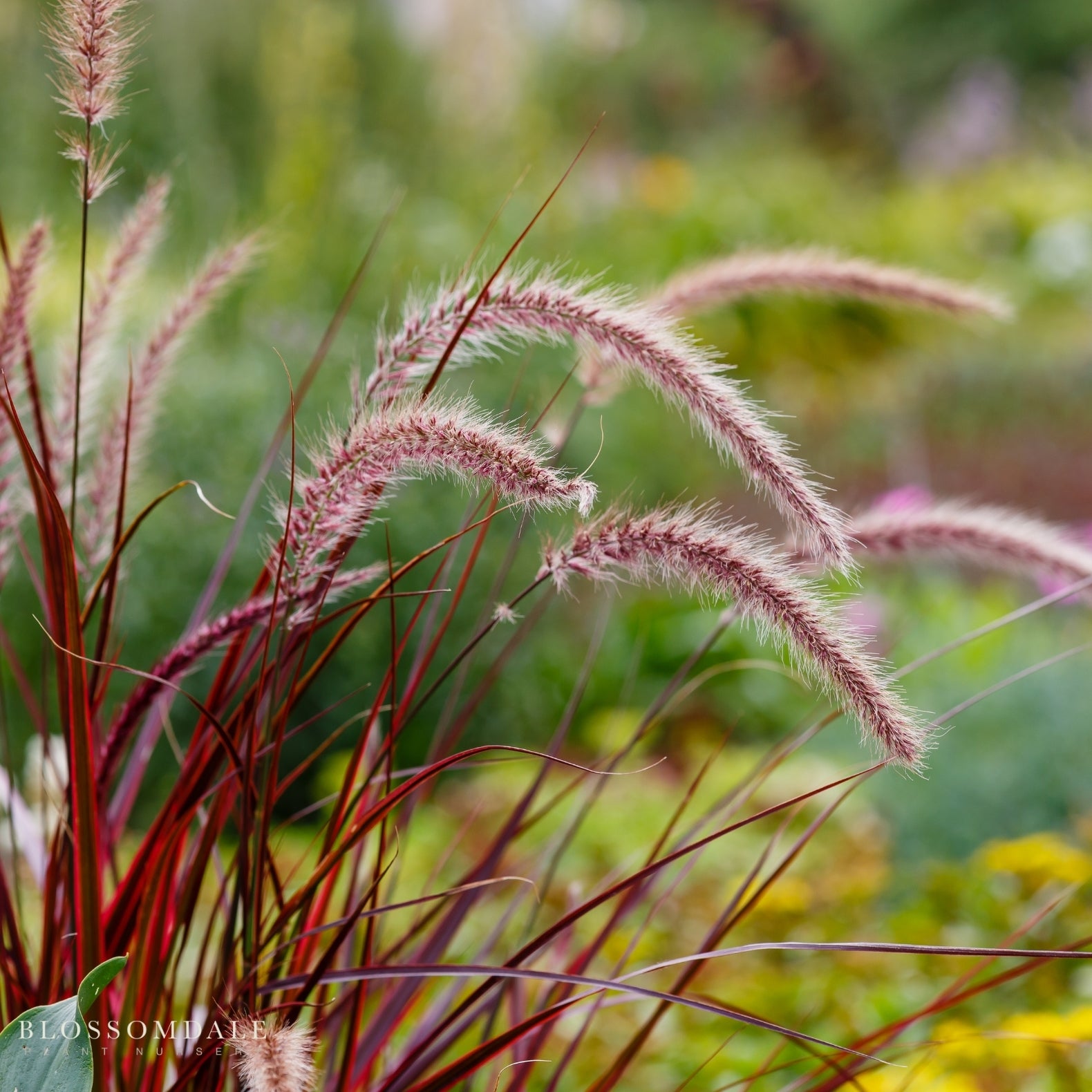 Purple Fountain Grass