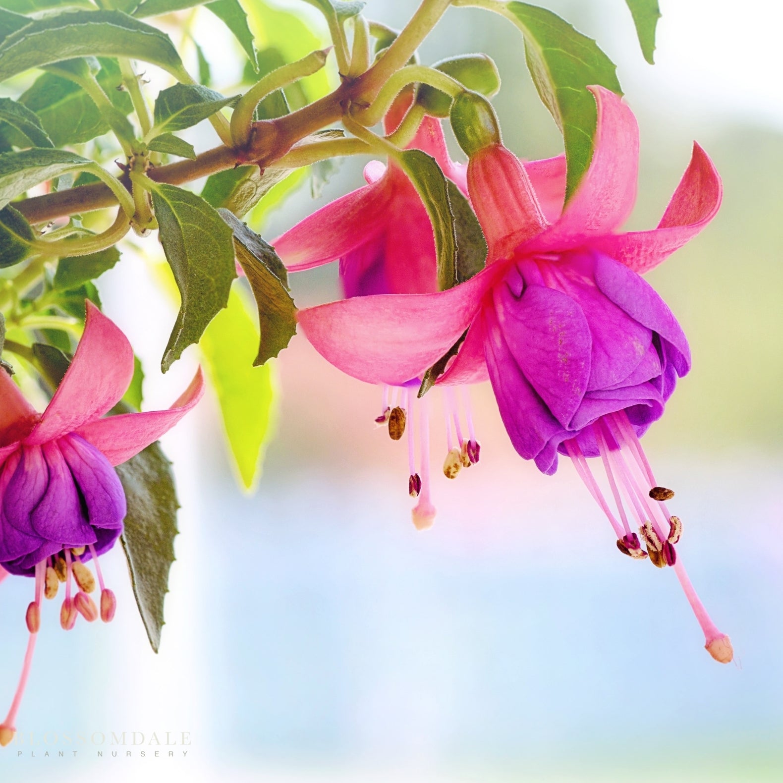 Fuchsia 'Windchimes'