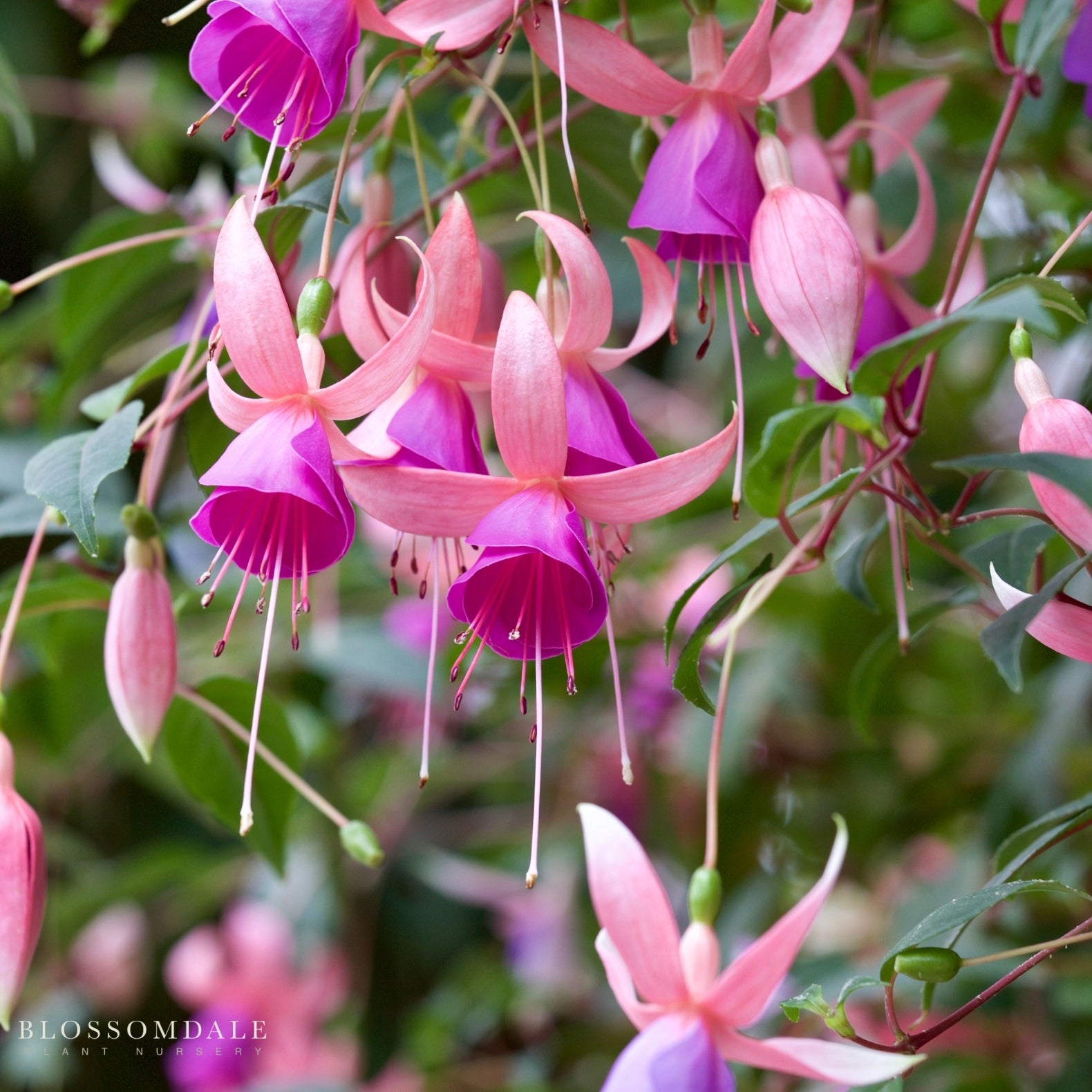 Fuchsia 'Windchimes'