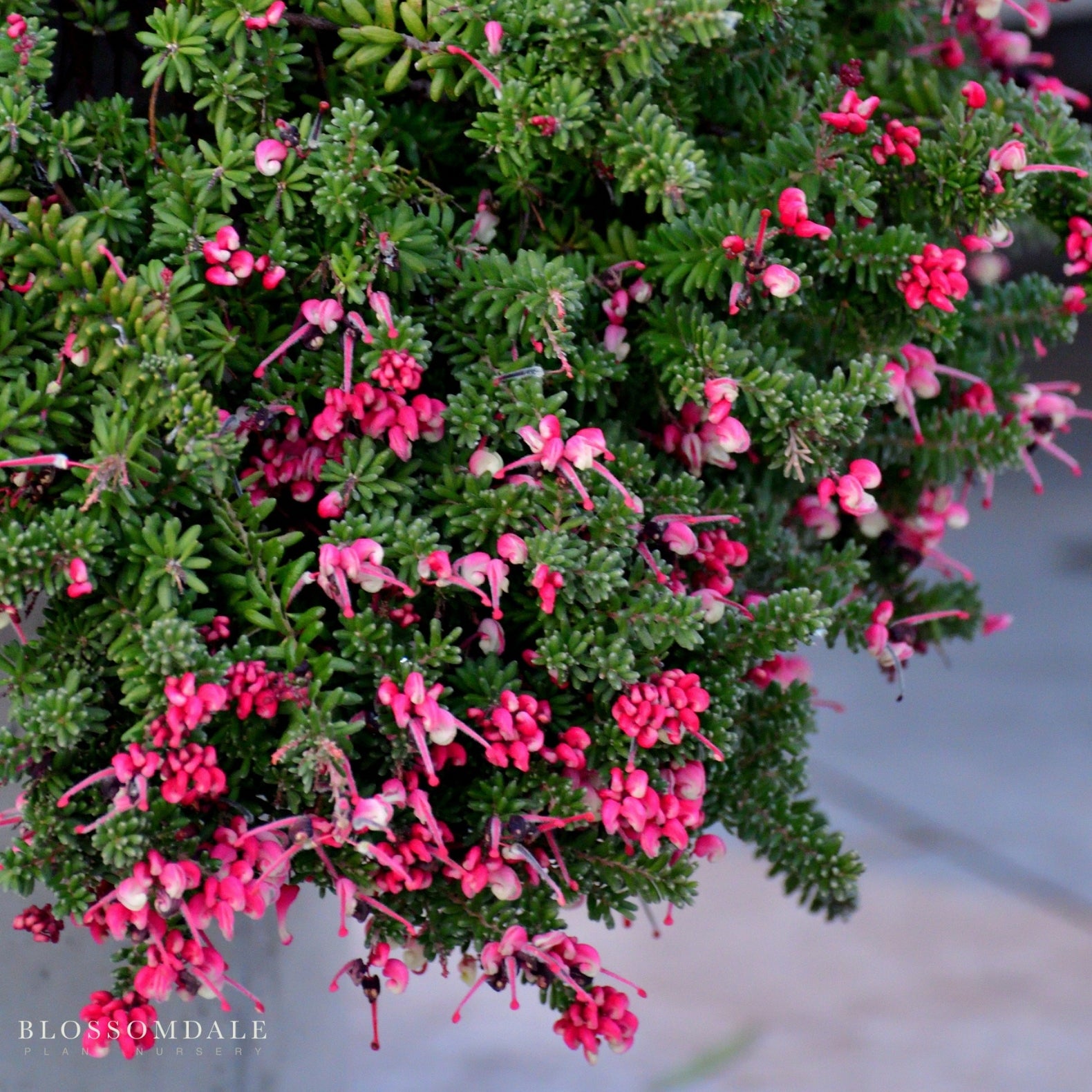Grevillea Lanigera 'Mt. Tamboritha'