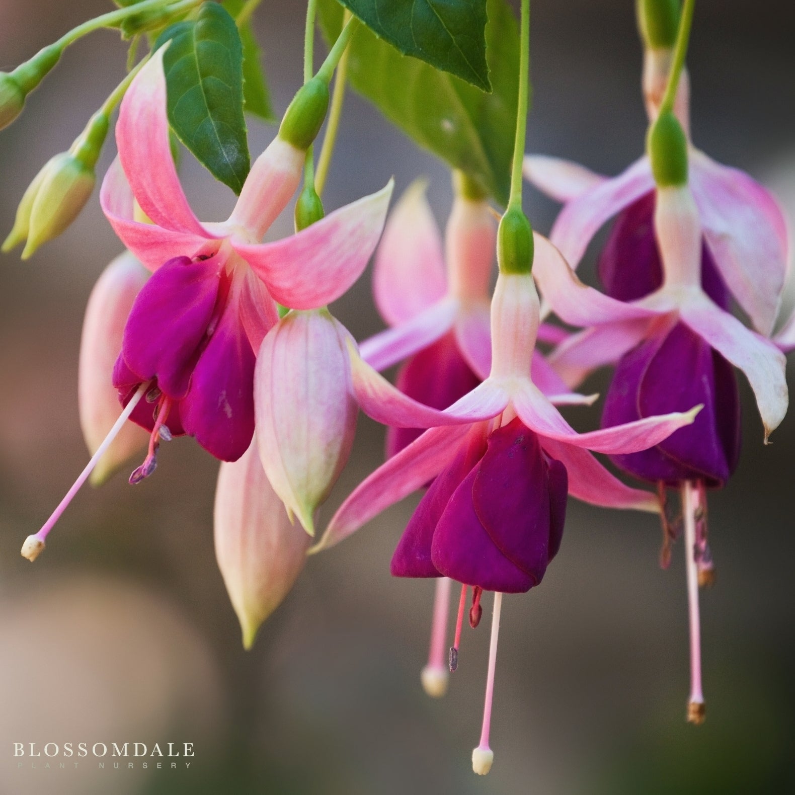 Fuchsia 'Windchimes'