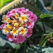 Bandana Pink 'Confetti' Lantana