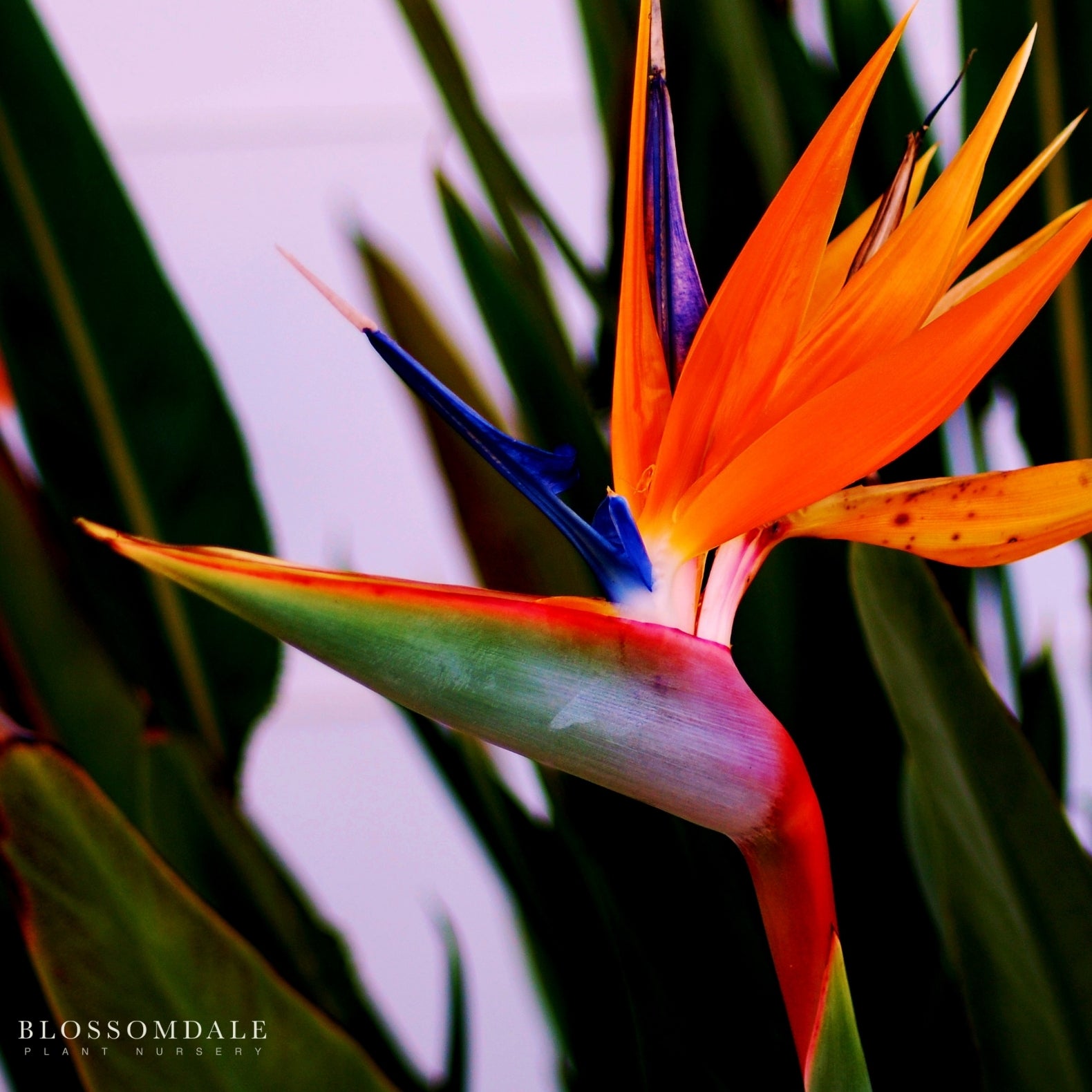 Orange Bird of Paradise