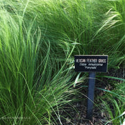 Mexican Feather Grass