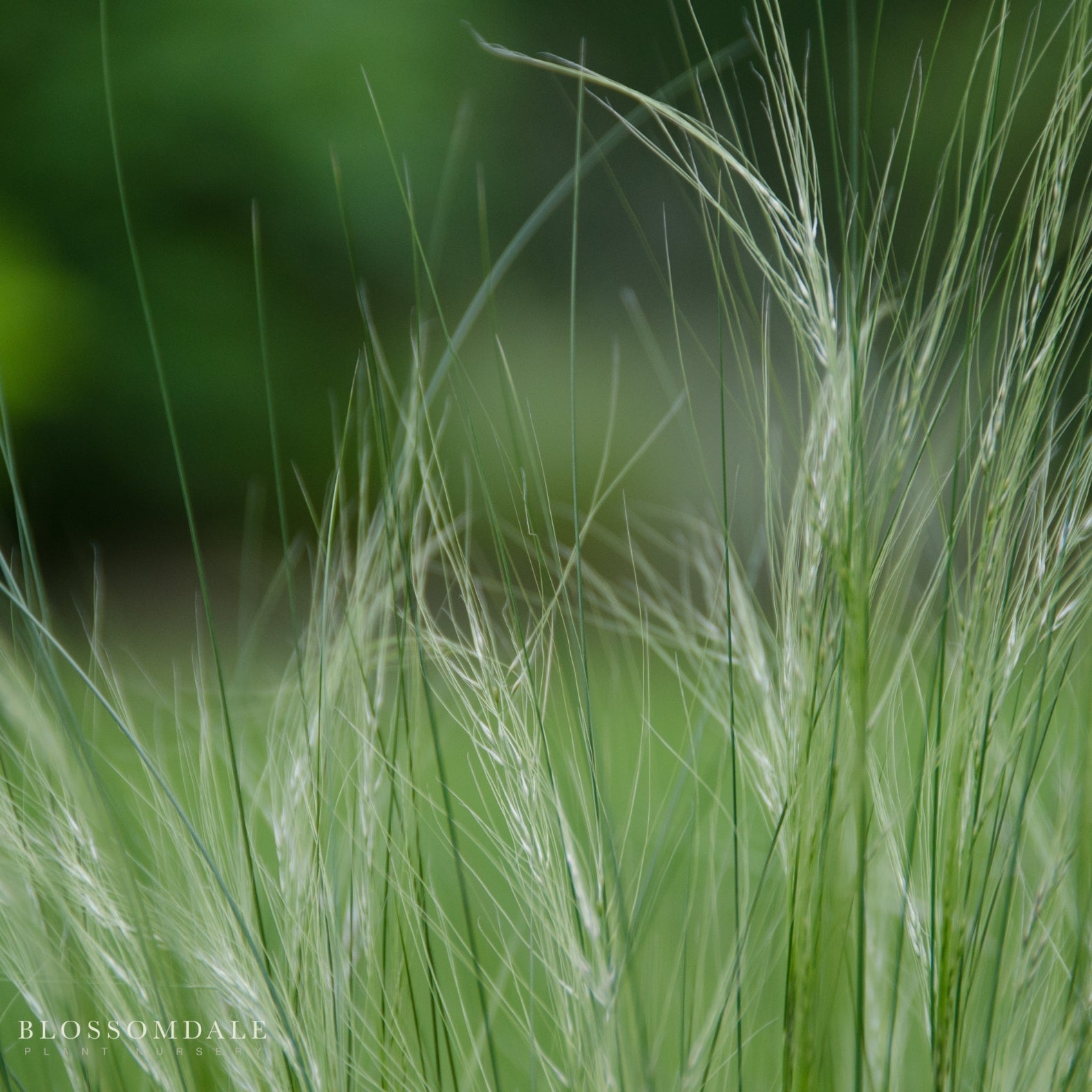 Mexican Feather Grass