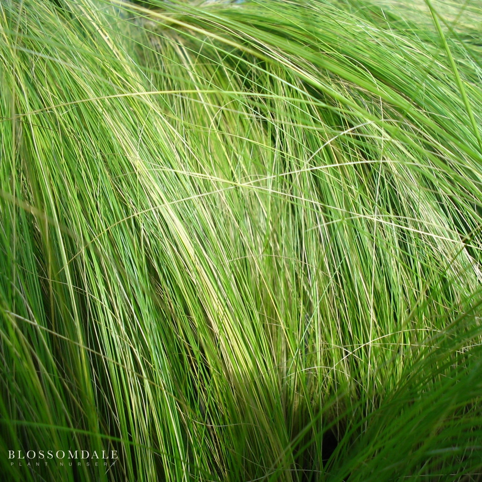 Mexican Feather Grass