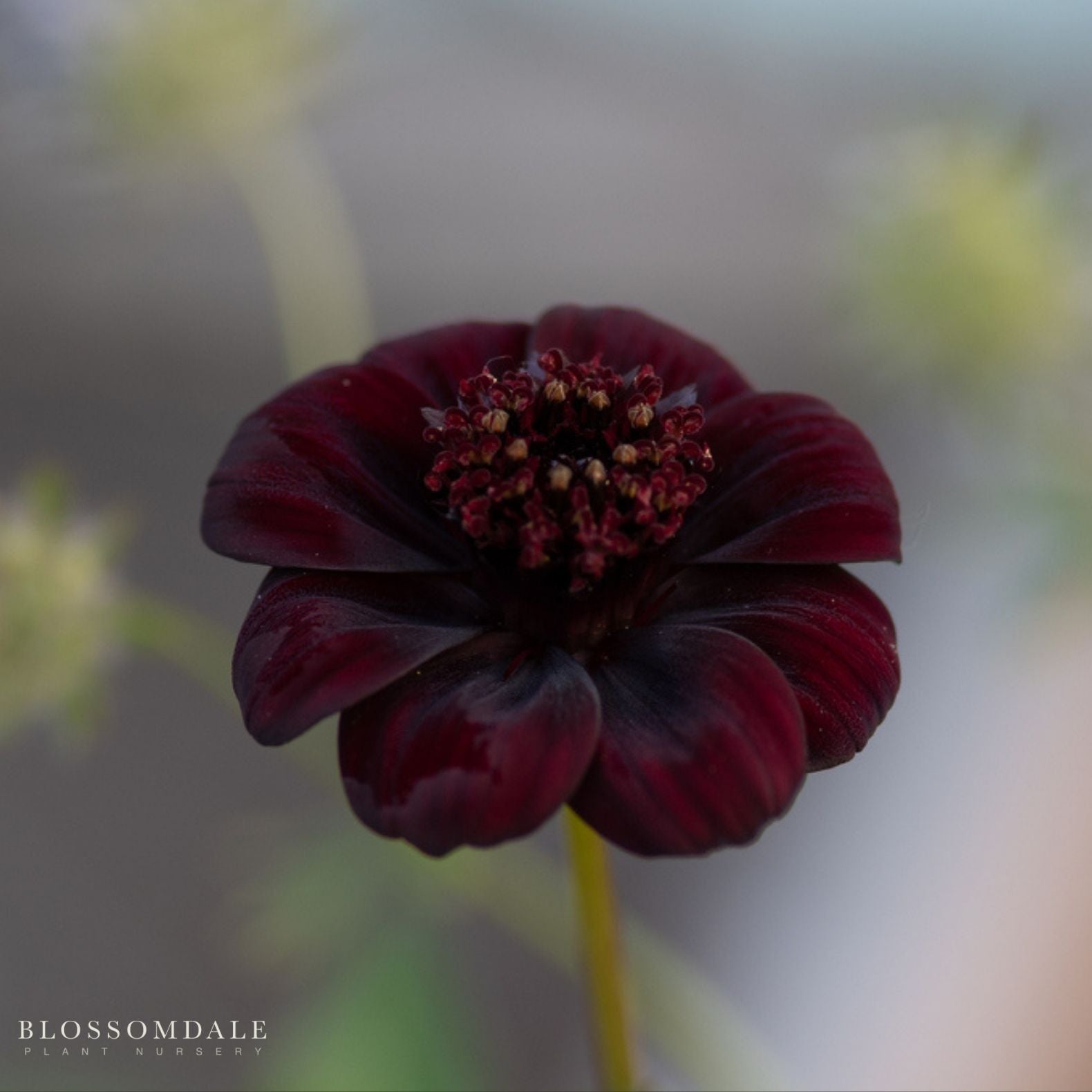 Cosmos Chocamoca