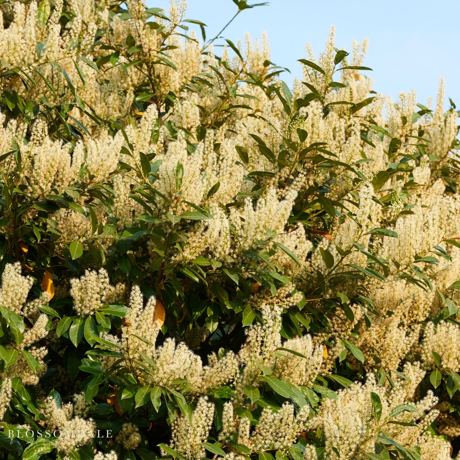 Carolina Cherry Laurel