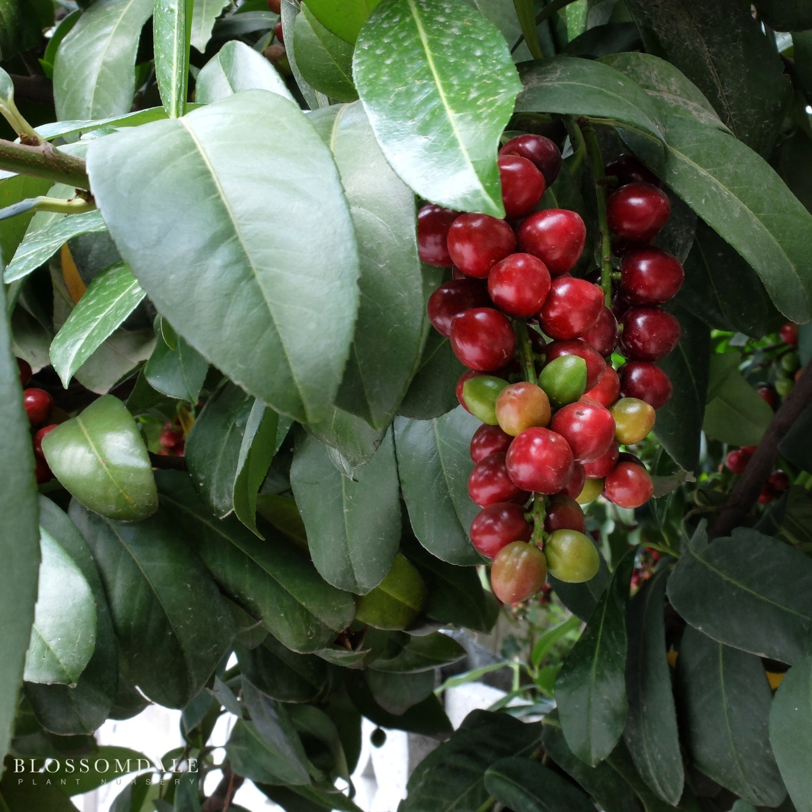 Carolina Cherry Laurel