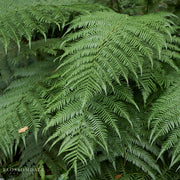 Dicksonia antarctica Fern