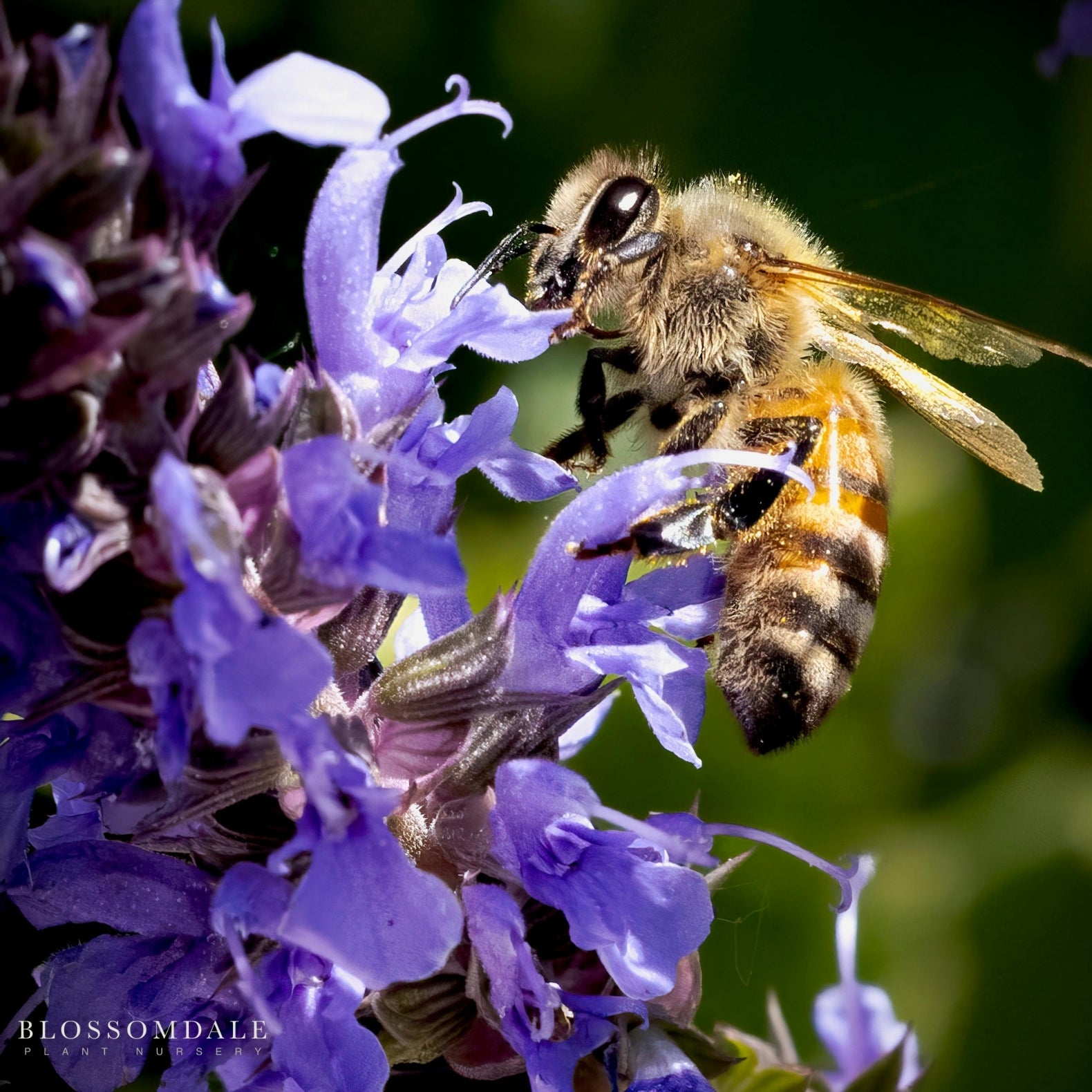 Perovskia Russian Sage