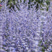 Perovskia Russian Sage