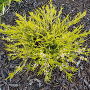 Breath of Heaven 'Sunset Gold'