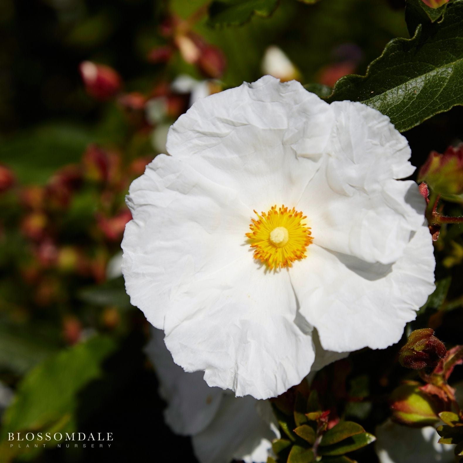 Cistus 'Little Miss Sunshine' (White)
