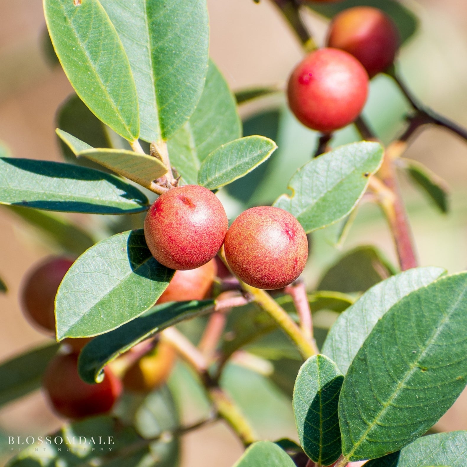 Coffeeberry Plant- Rhamnus californica - Blossomdale