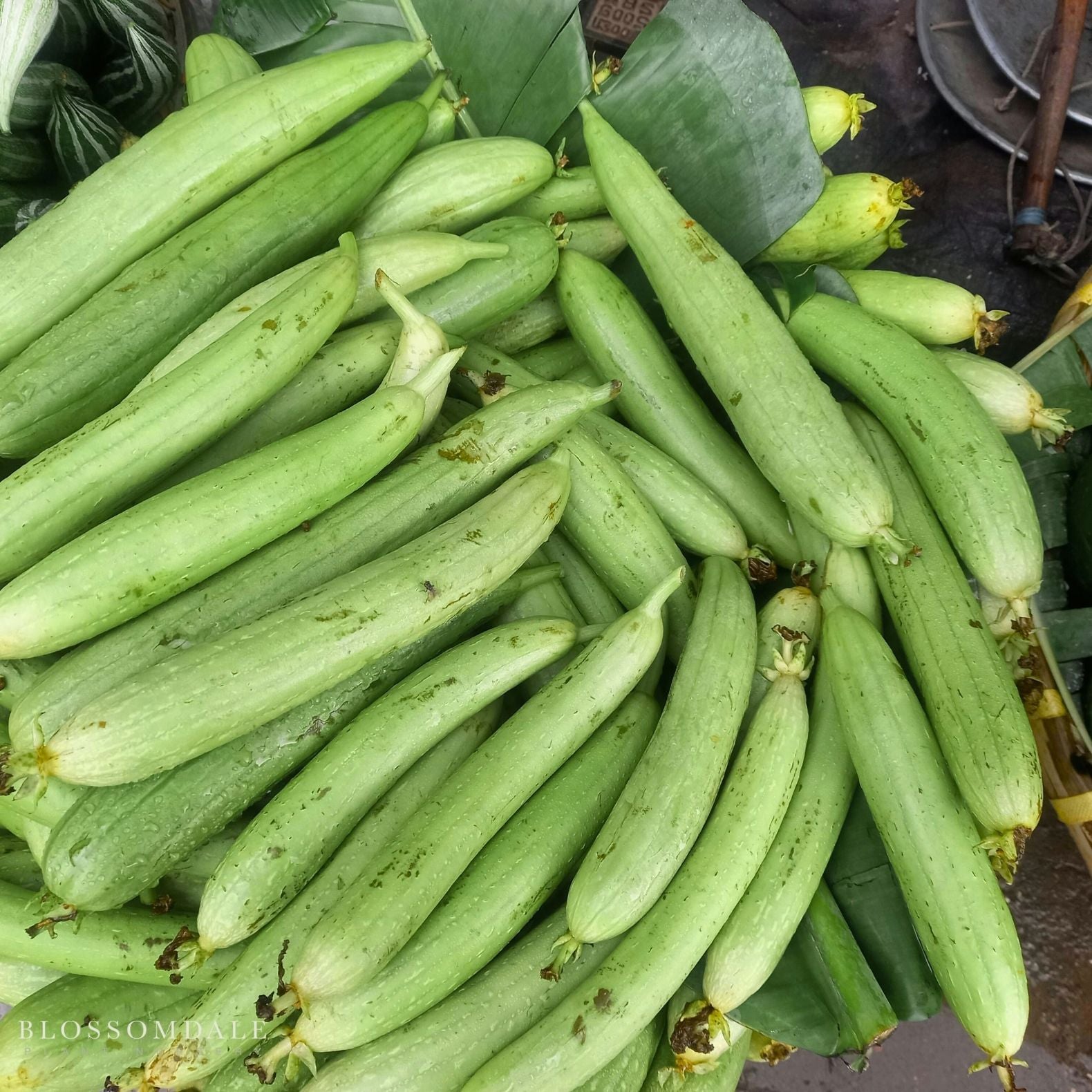 Luffa Sponge Gourd Seeds