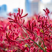 Big Red' Red Kangaroo Paw