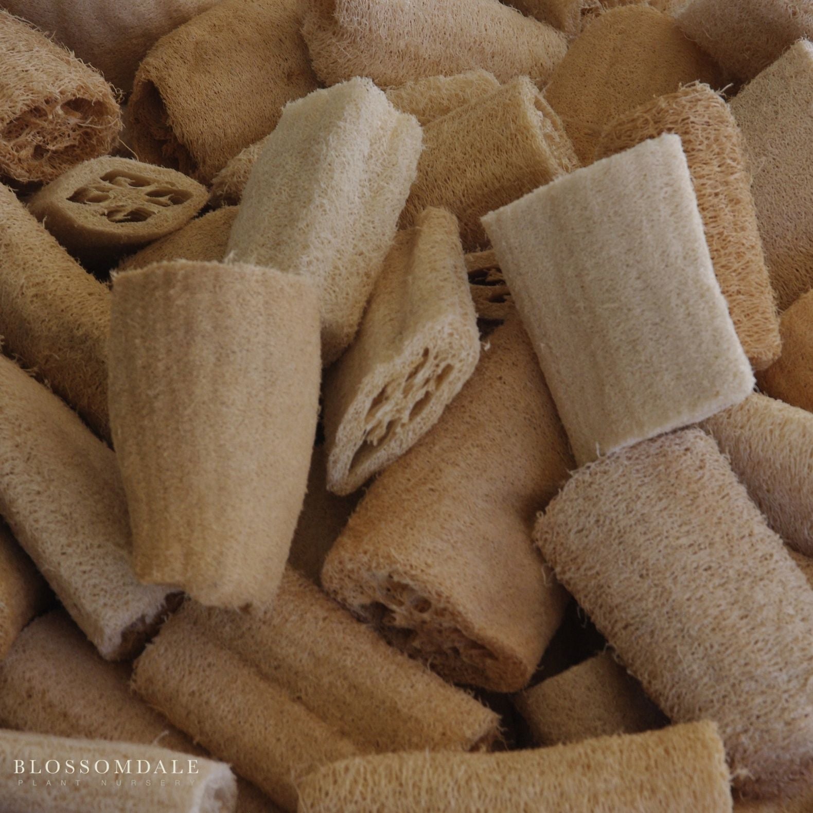 Luffa Sponge Gourd Seeds