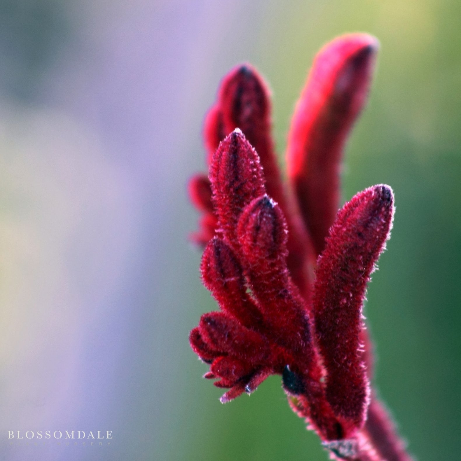 Big Red' Red Kangaroo Paw