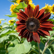 Moulin Rouge Hybrid Sunflower Seeds