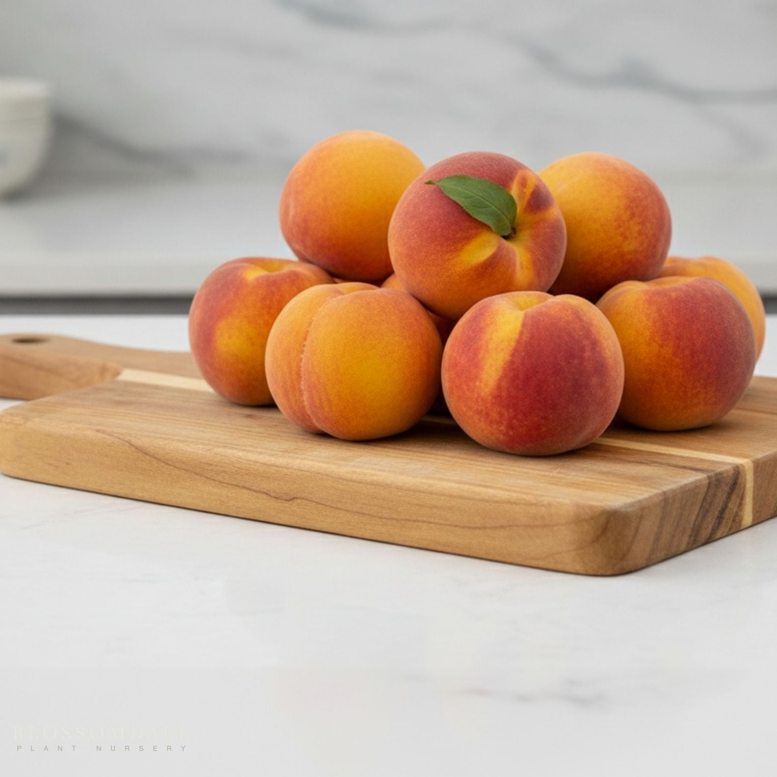 Semi Dwarf Contender Peach Tree