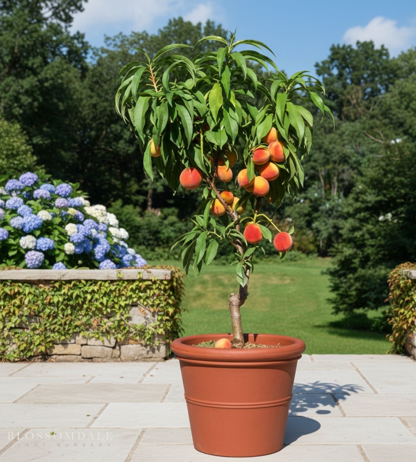 Semi Dwarf Reliance Peach Tree