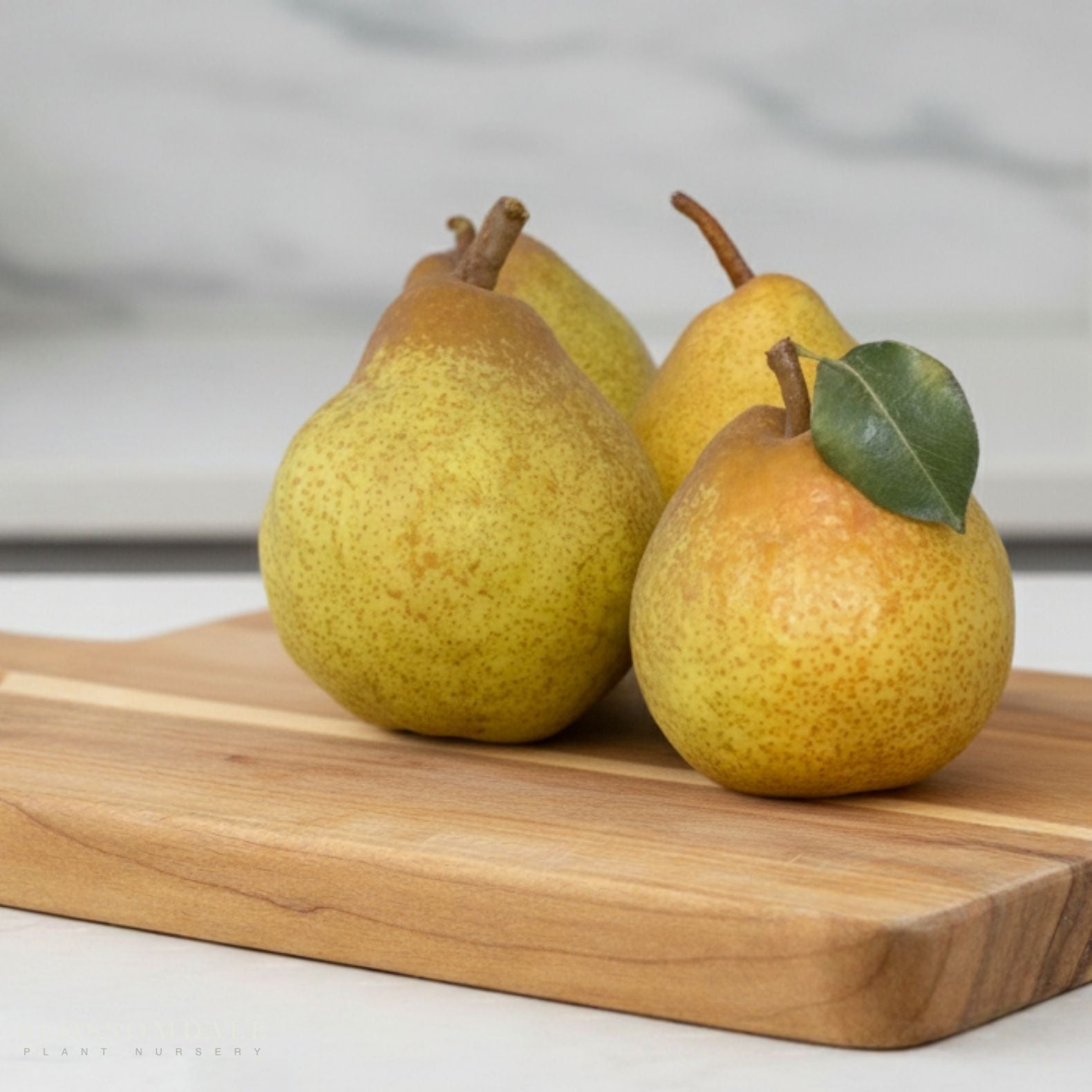 Semi Dwarf Blake's Pride Pear Tree