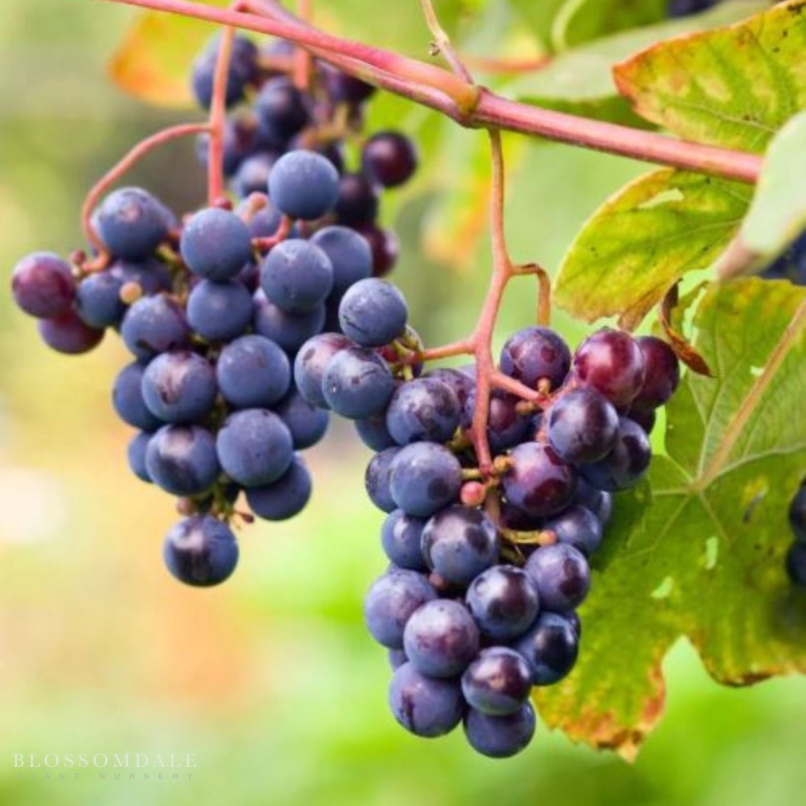 Concord Seedless Table Grape Vine