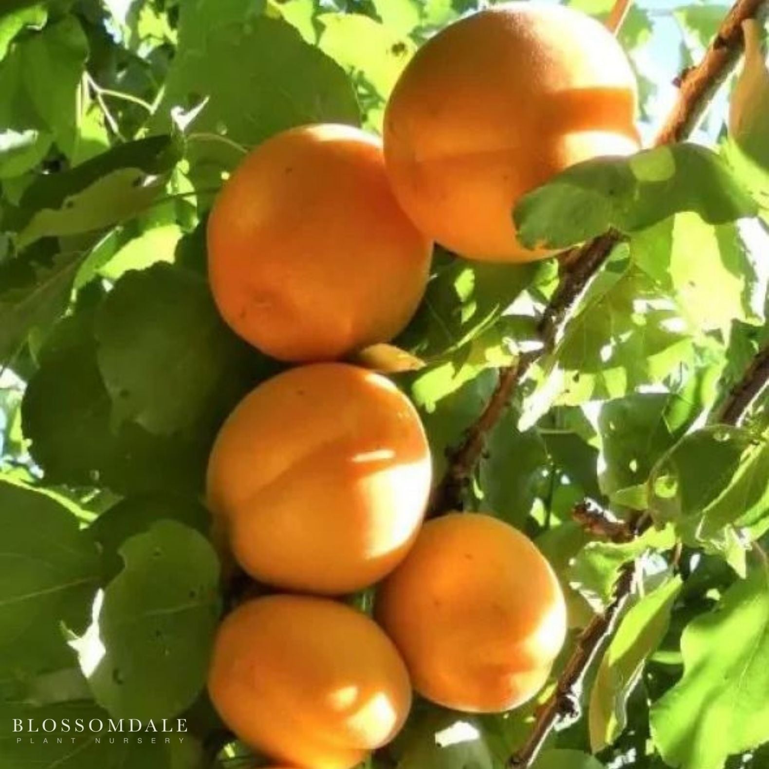 Semi Dwarf Cot-N-Candy Aprium Tree (Apricot & Plum Cross)