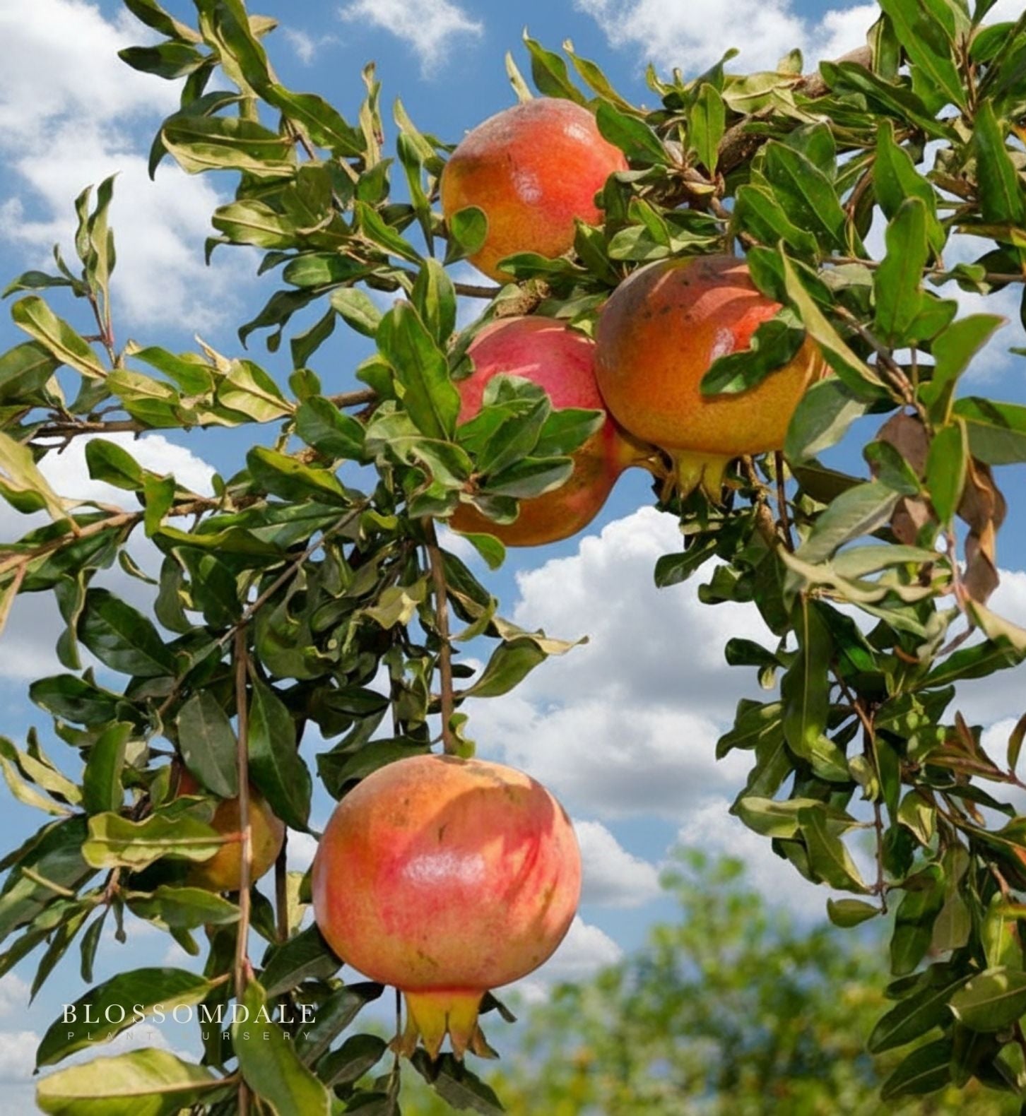 succulent pomegranate AC Sweet Pomegranate Shrub - juicy pomegranate shrub