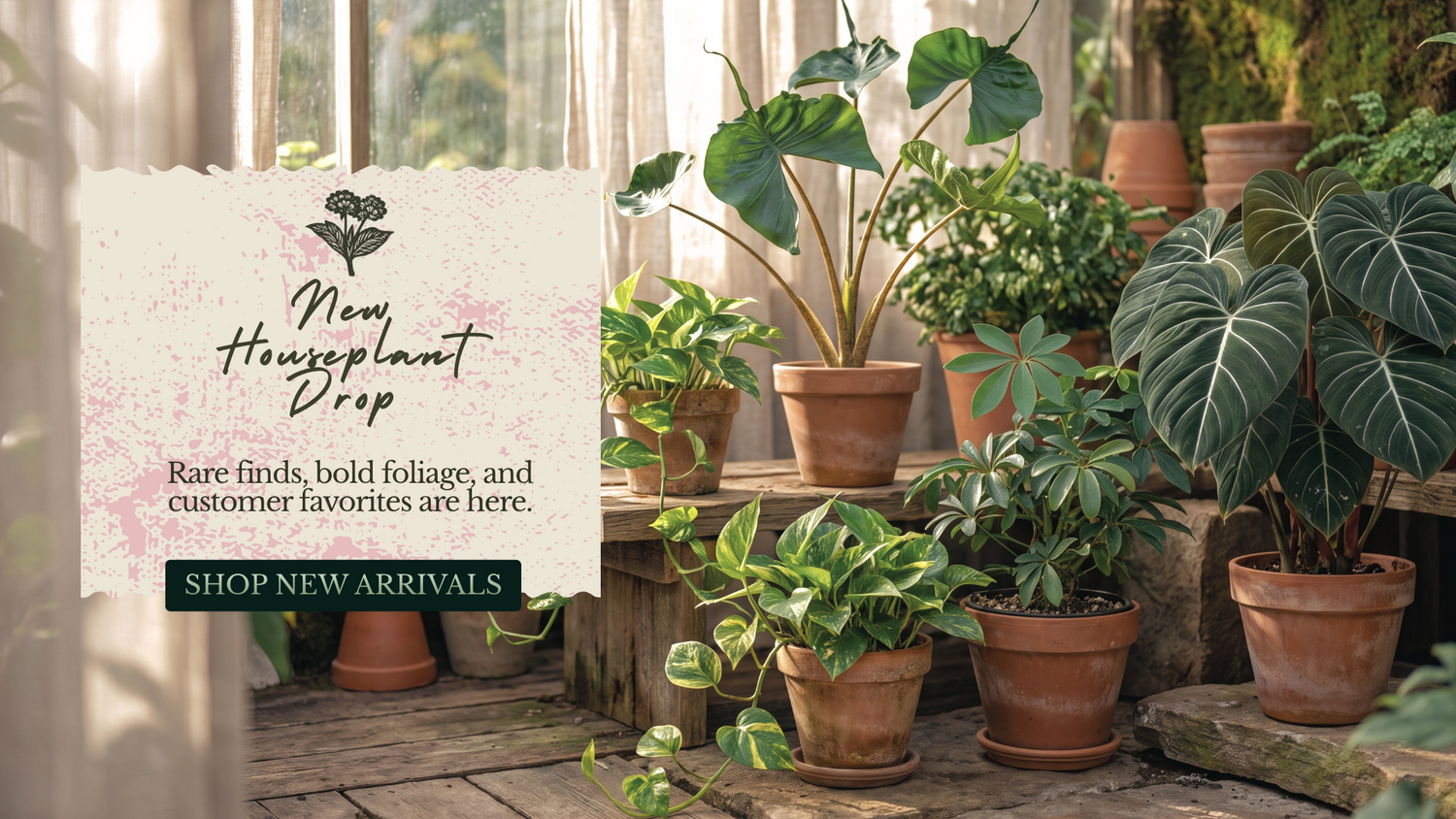A promotional banner for 'New Houseplant Drop' featuring a collection of potted houseplants in terracotta pots arranged on rustic wooden shelves inside a sunlit greenhouse or porch. A decorative off-white card on the left reads 'New Houseplant Drop' with the tagline 'Rare finds, bold foliage, and customer favorites are here.