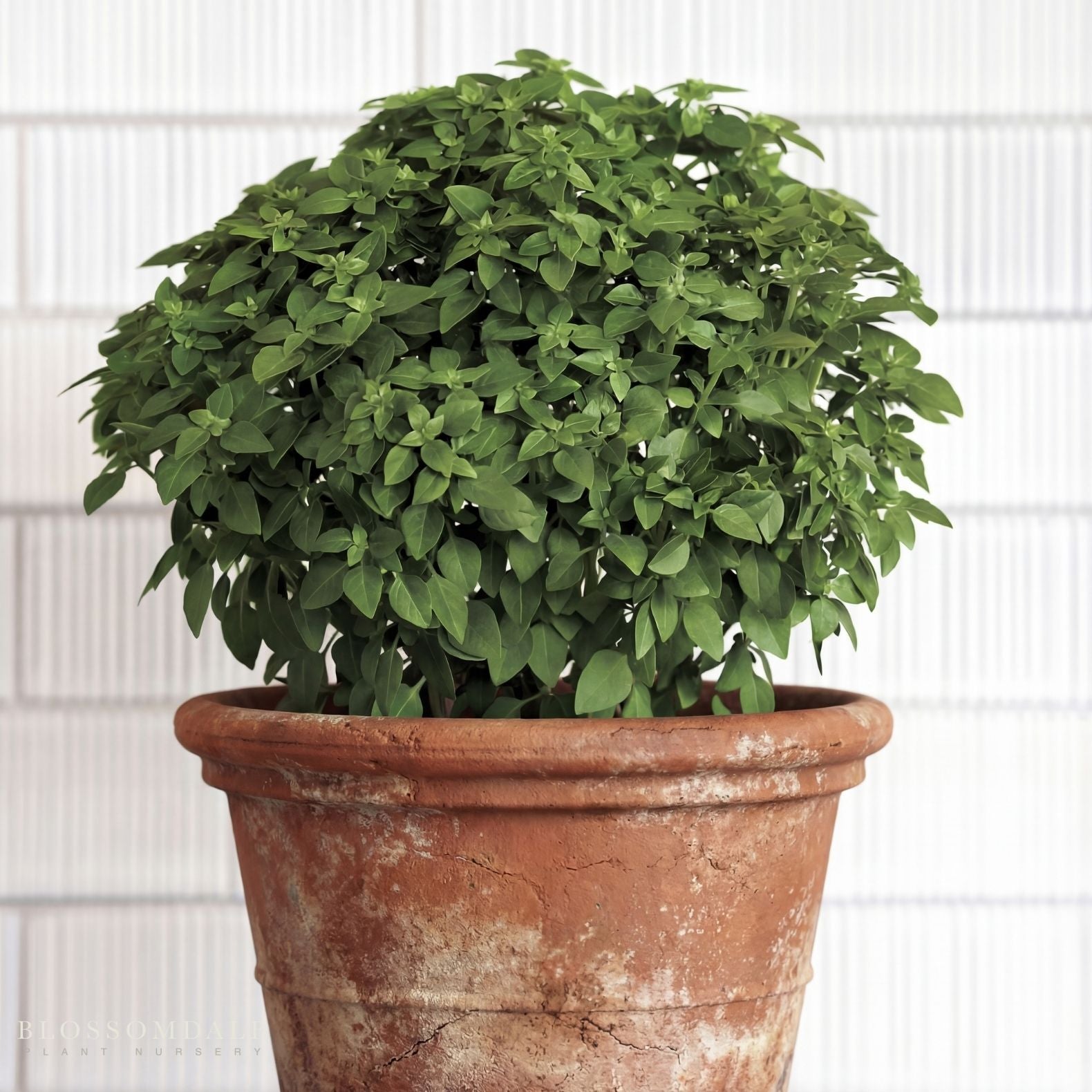Basil Bonsai Seeds - Bonsai basil - Blossomdale