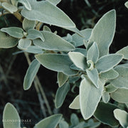 White Sage