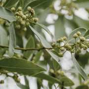 Bay Leaf Laurus nobilis