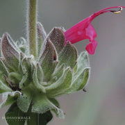 Hummingbird Sage