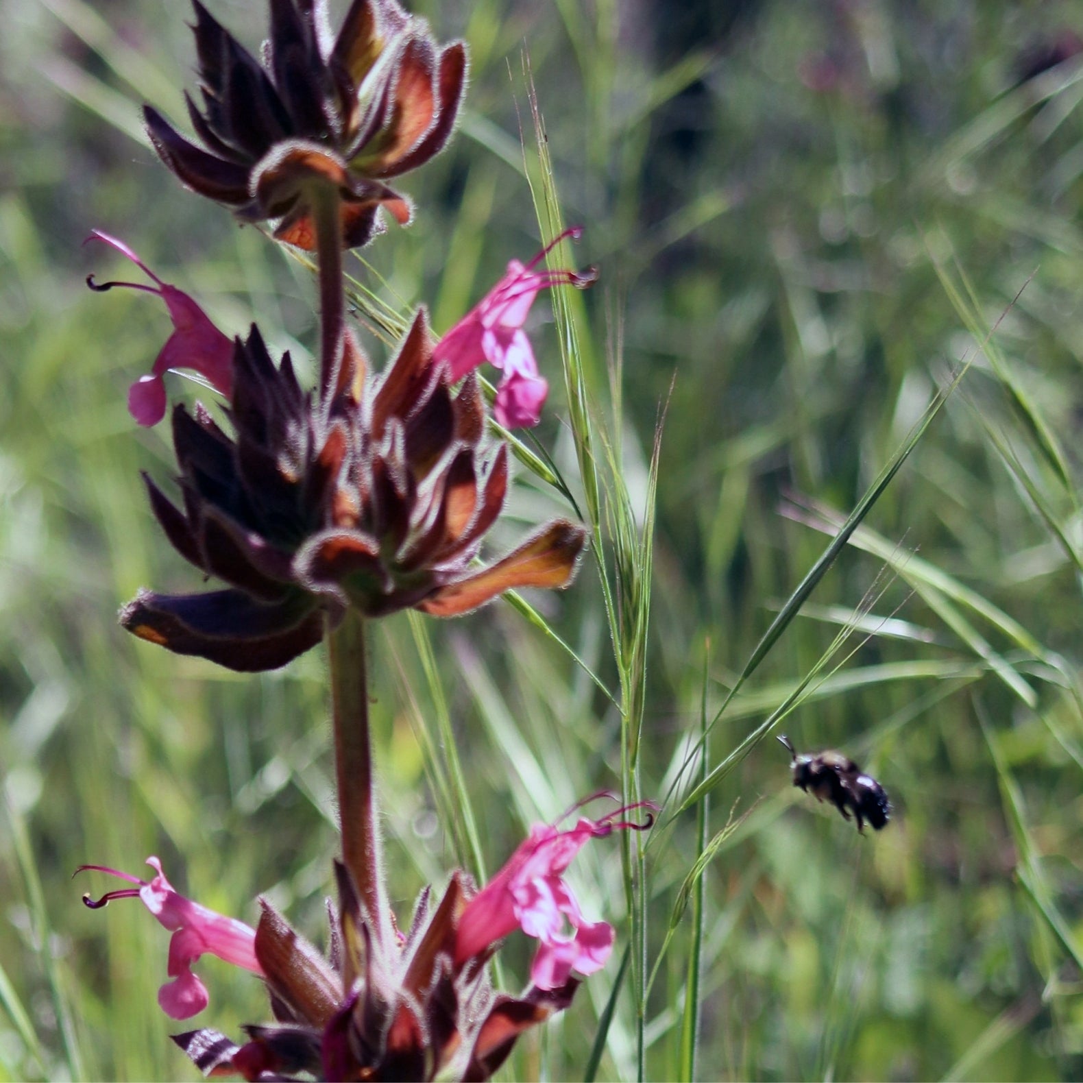 Hummingbird Sage