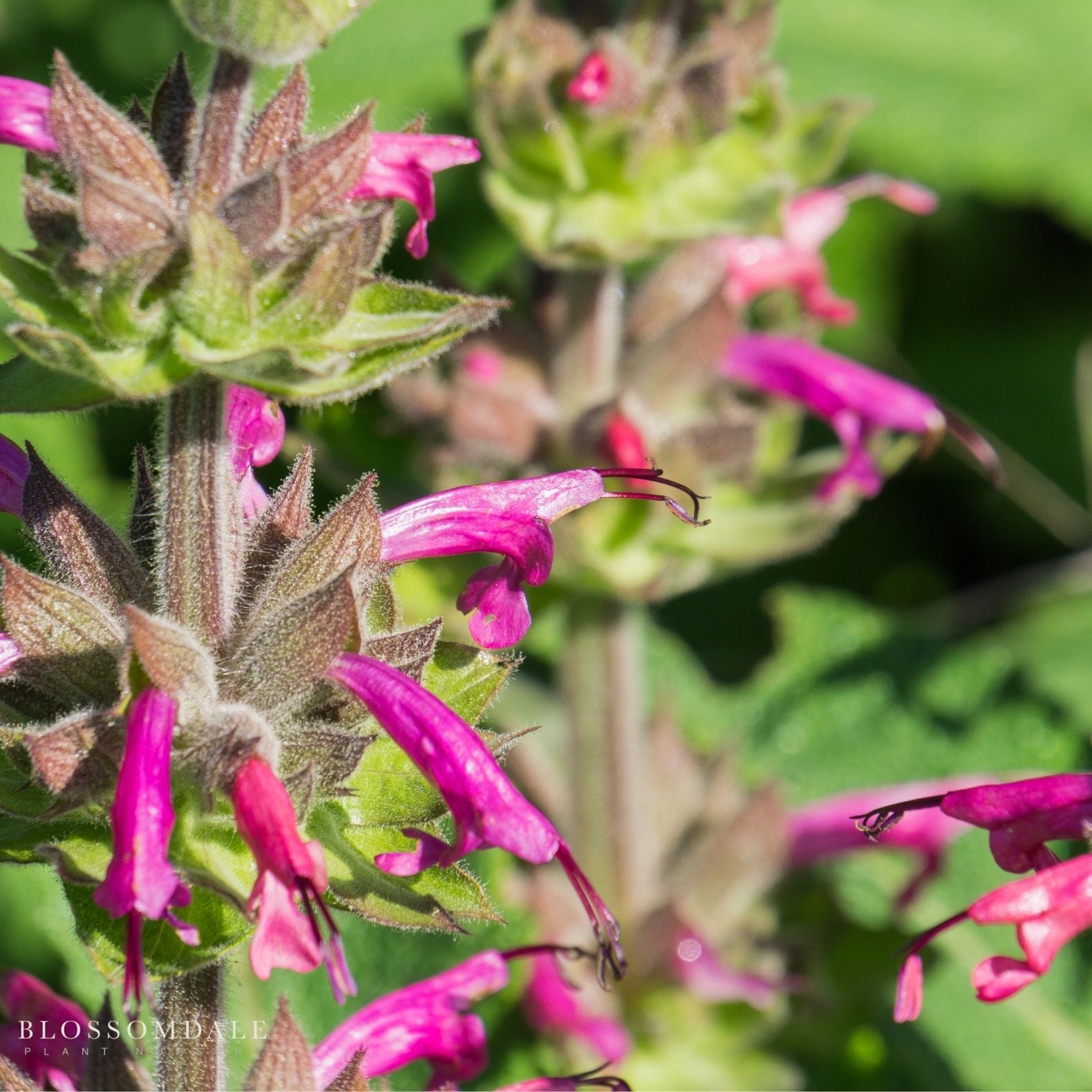 Hummingbird Sage