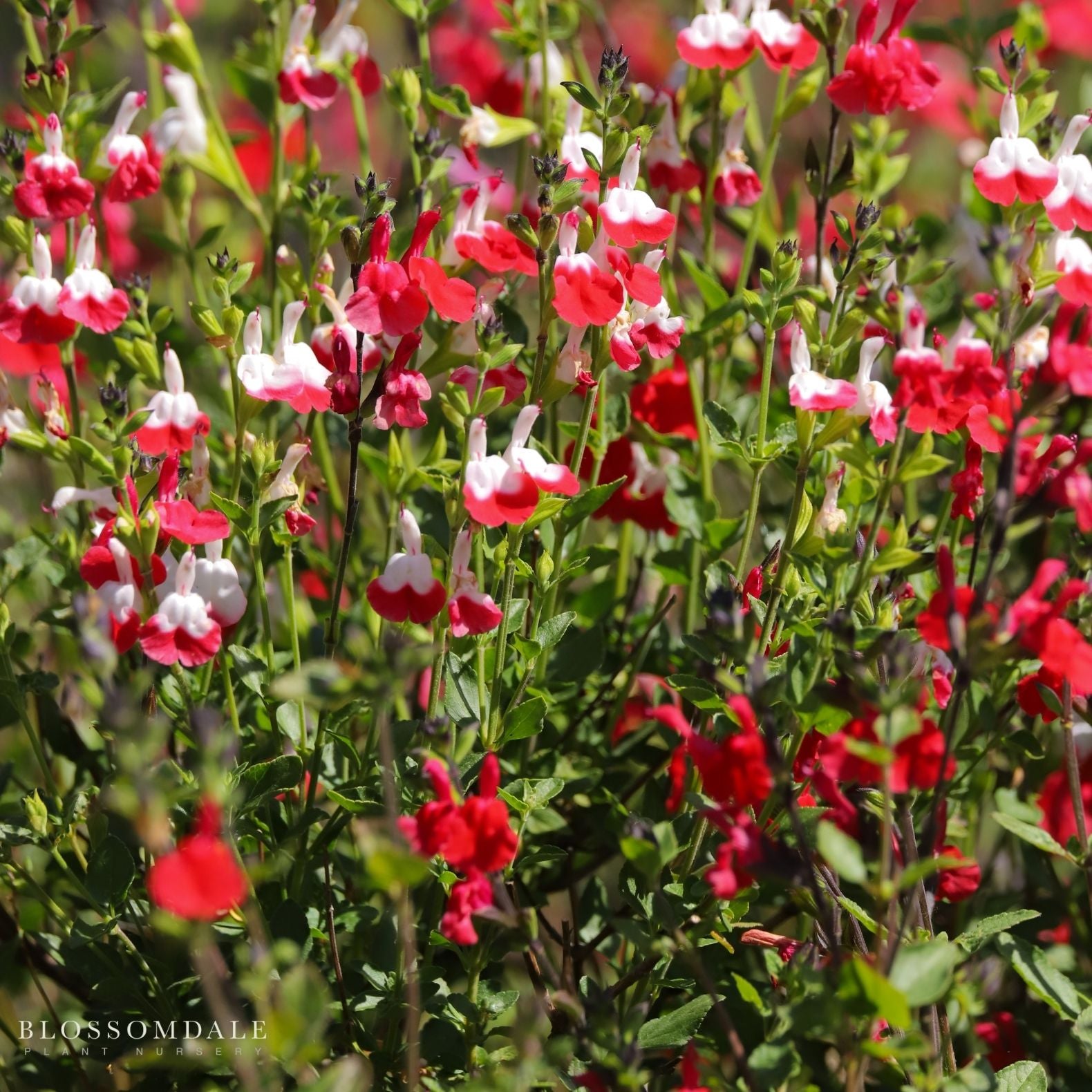 Hot Lips Sage