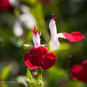 Hot Lips Sage