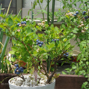 Blueberry - Chandler