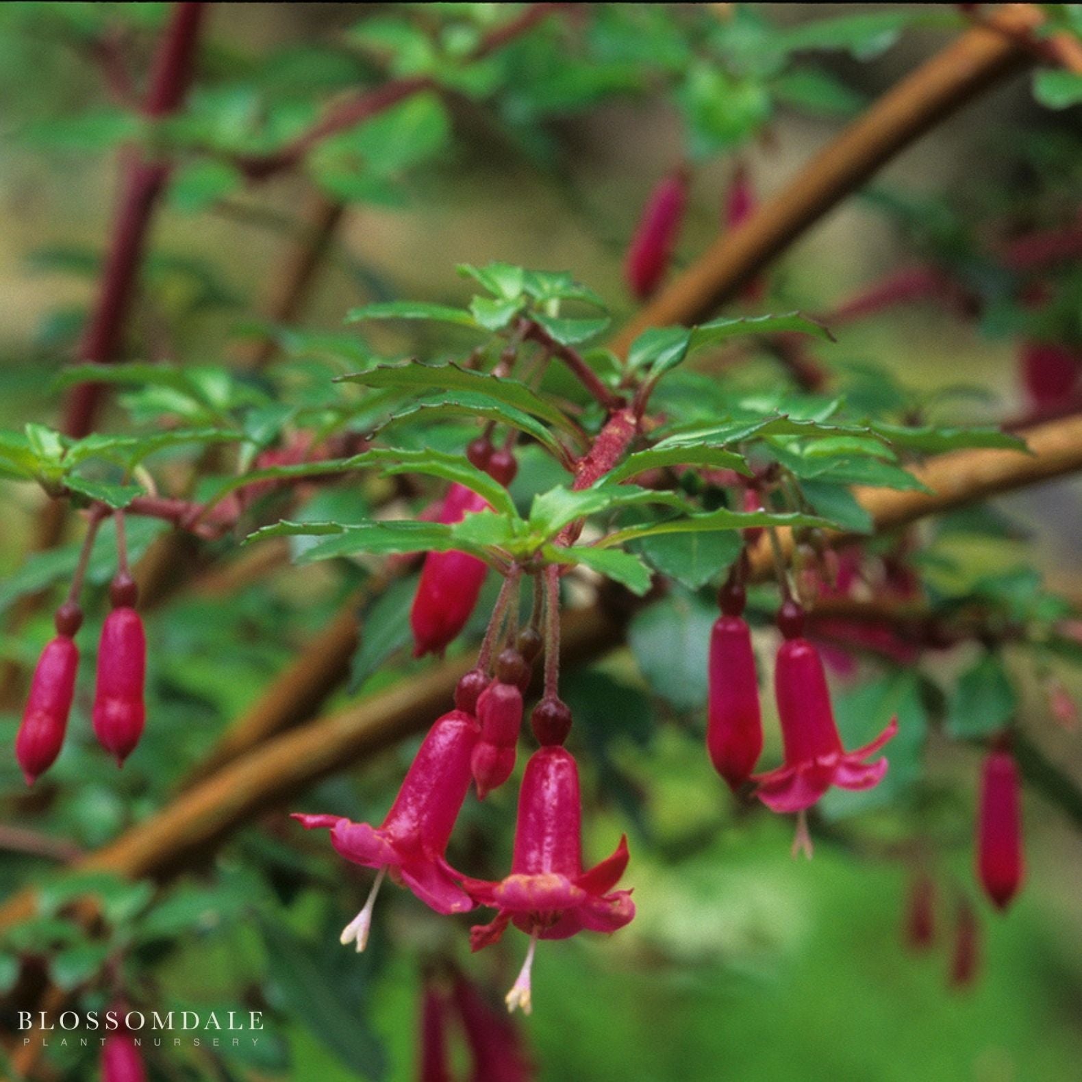 Fuchsia Thymifolia