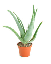 Aloe Vera Plant