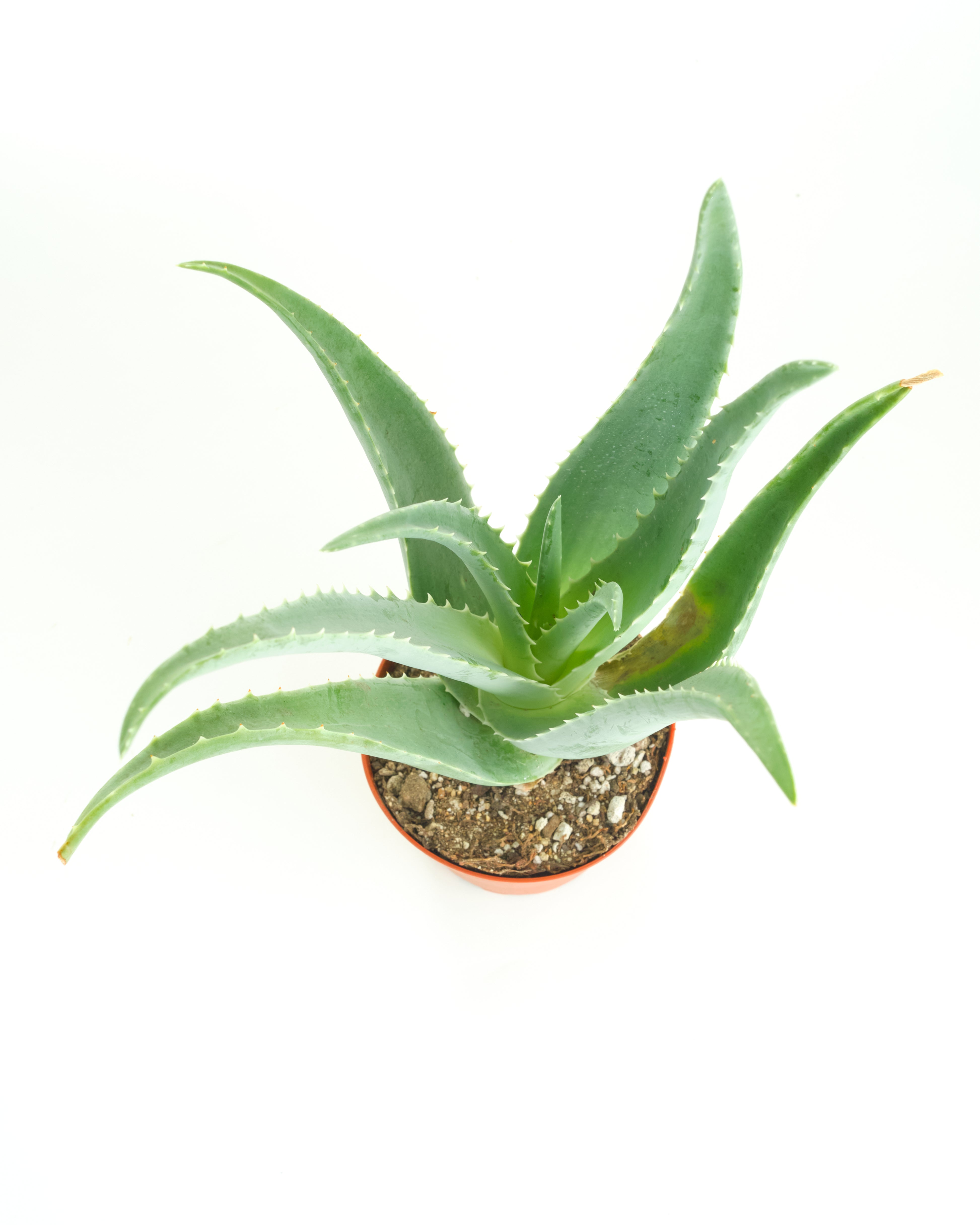Aloe Vera Plant