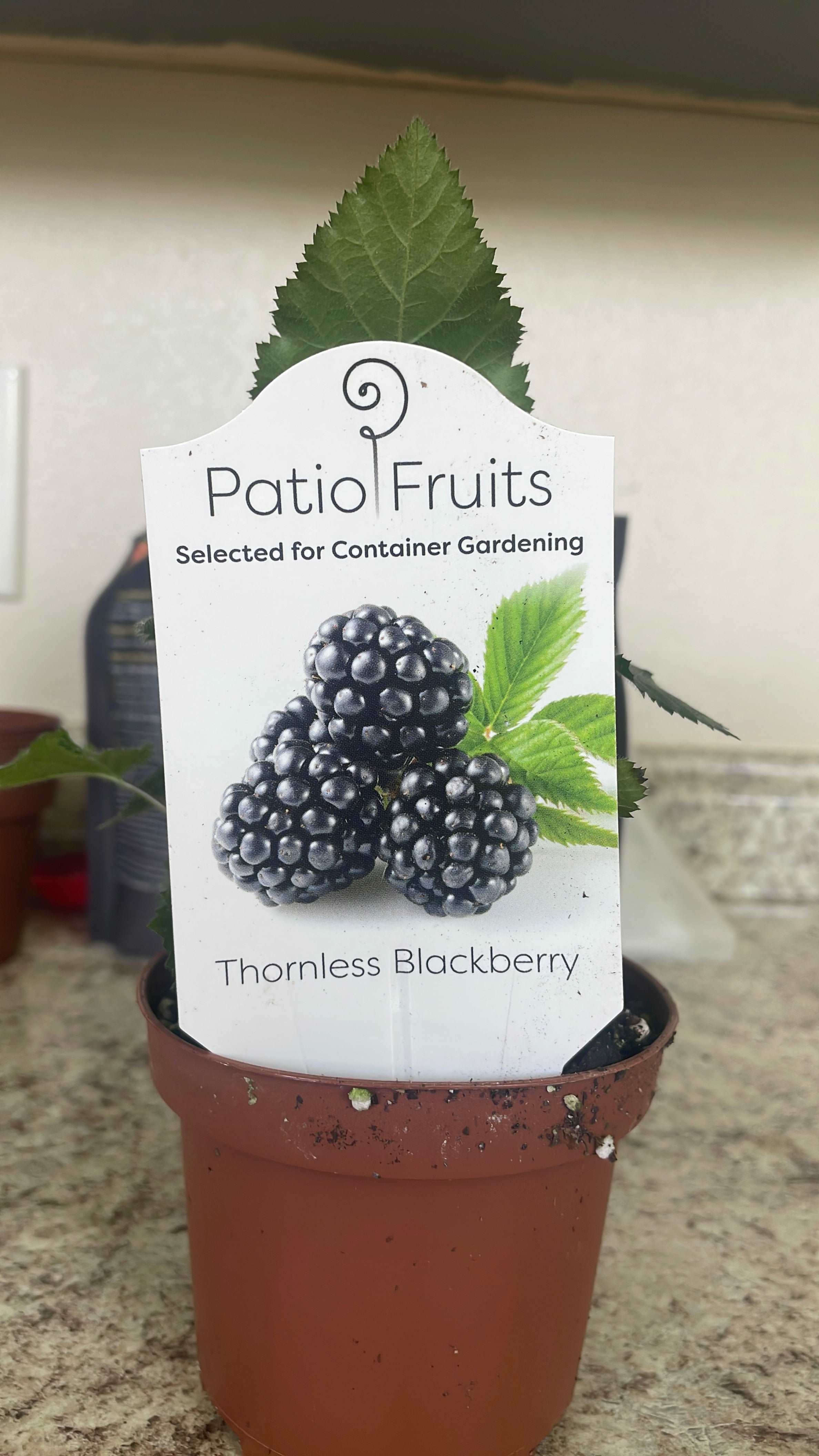 Patio fruits 2 Lovehopegrow