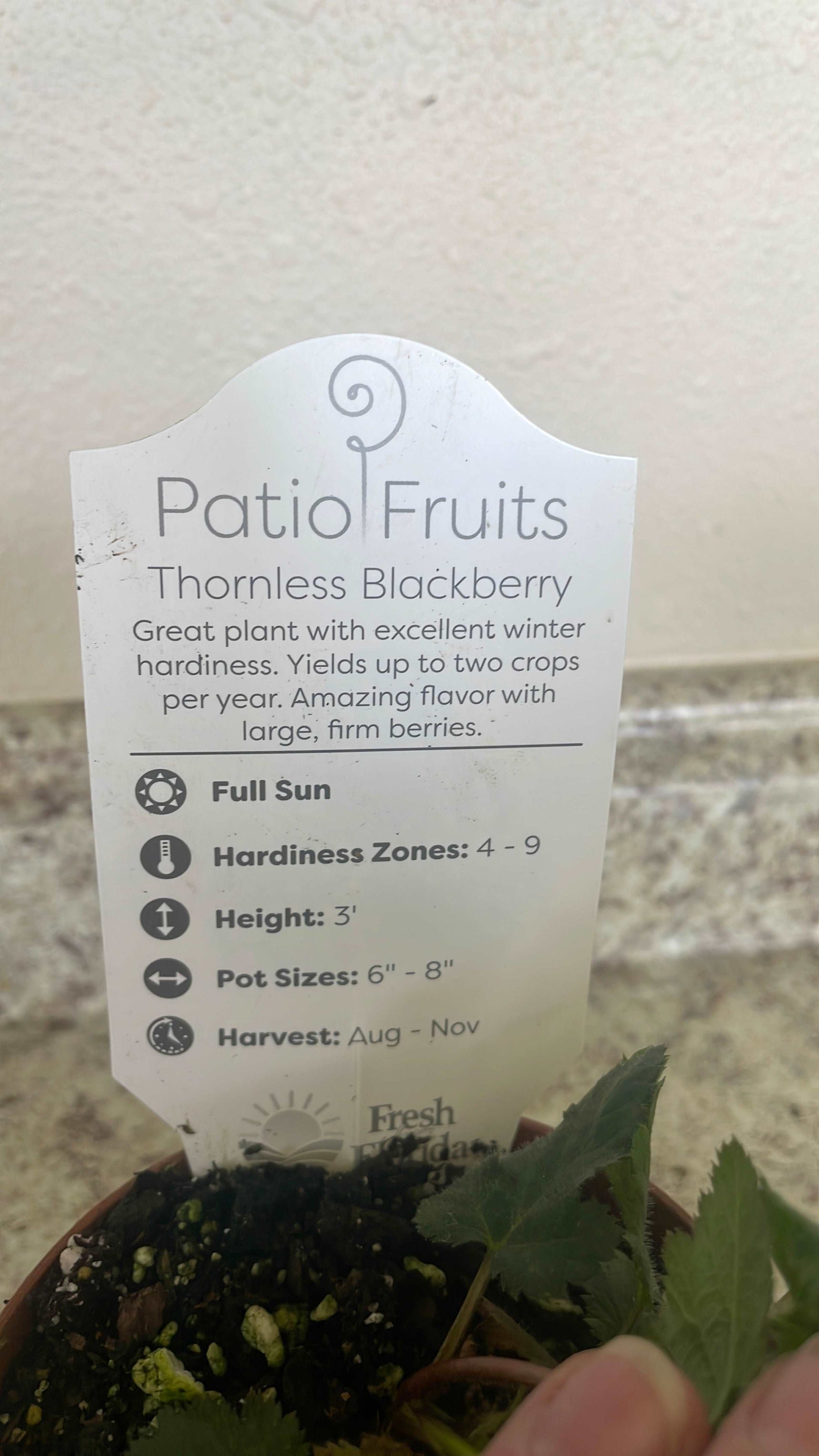 Patio fruits 2 Lovehopegrow