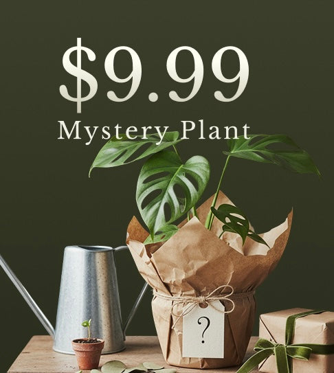 indoor plant gift ideas Mystery plant - surprise plant gift