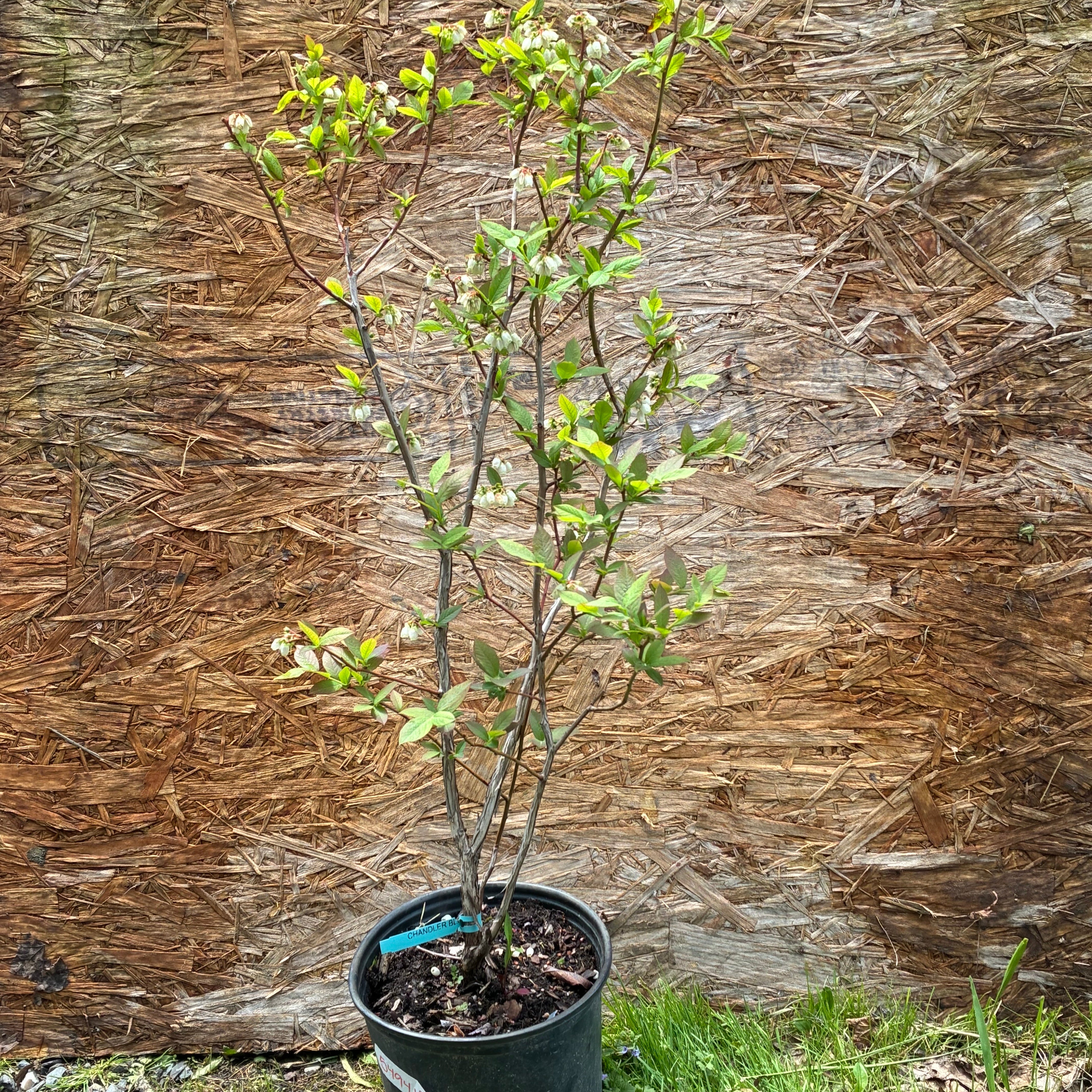 Blueberry - Chandler